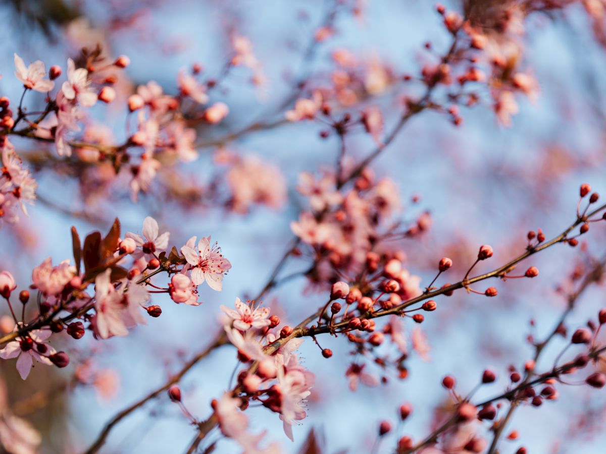 The image shows a branch of cherry blossoms in bloom with a clear blue sky in the background, capturing the beauty of springtime.