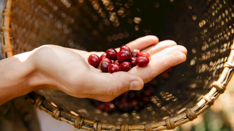 The image shows a hand holding ripe red coffee cherries over a woven basket during a harvest.