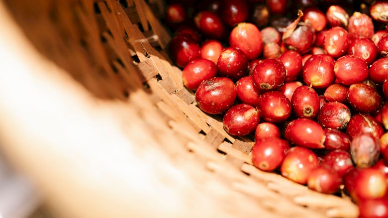 The image shows a basket filled with red coffee cherries. The cherries are round and appear fresh, indicating they were recently harvested.