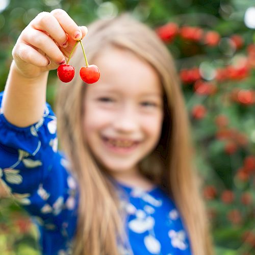 A young girl in a blue dress holds up two cherries in front of a blurred background filled with red berries and greenery.