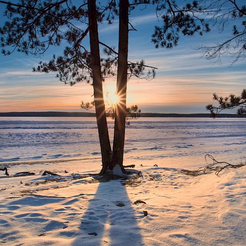 Three trees stand on a snow-covered landscape as the sun sets in the background, casting long shadows on the ground and illuminating the frozen lake.